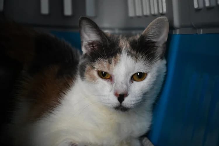 Mélodie, female Mixed Breed for adoption at SPA Perpignan, Perpignan