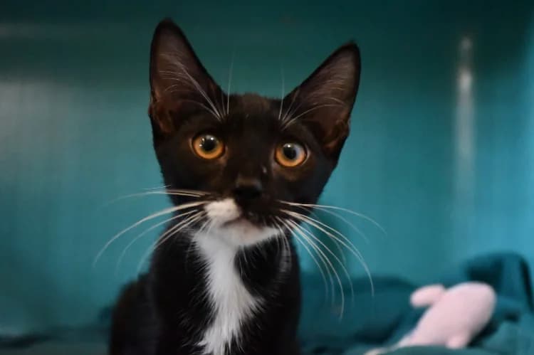 Blacky, male Mixed Breed for adoption at SPA Perpignan, Perpignan