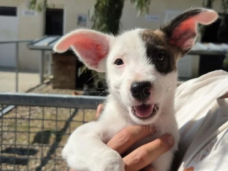 Bella (en cours d'adoption), female Border Collie for adoption at SPA Perpignan, Perpignan