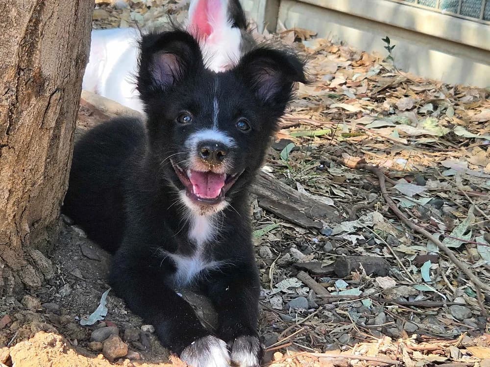 Gandja (en cours d'adoption), male puppy Border Collie for adoption at SPA Perpignan, Perpignan