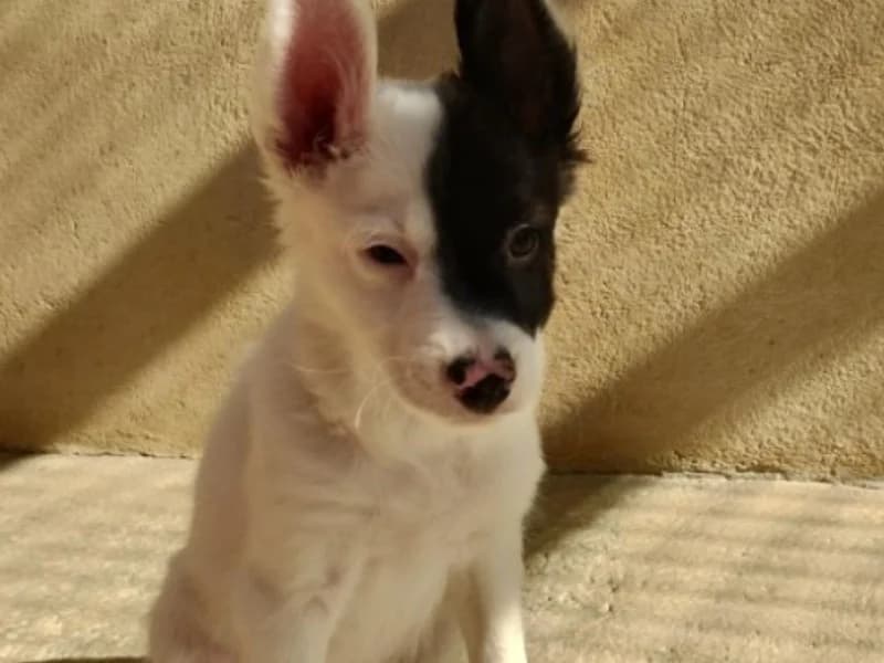 Bali ( En cours d'adoption ), male puppy Border Collie for adoption at SPA Perpignan, Perpignan