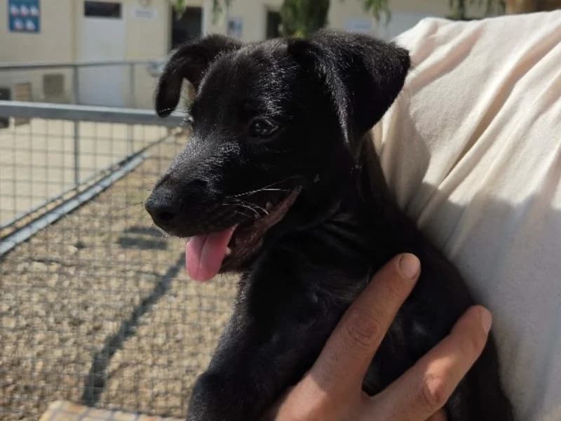 Bandit ( En cours d'adoption ), male Border Collie for adoption at SPA Perpignan, Perpignan