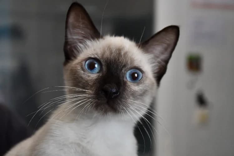 chaésoup, male Mixed Breed for adoption at SPA Perpignan, Perpignan