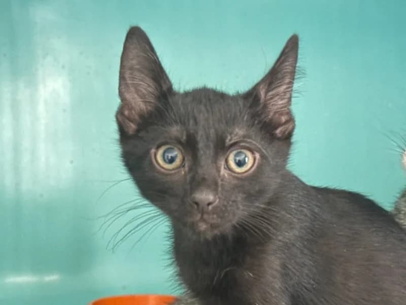 Nectar, male Mixed Breed for adoption at SPA Perpignan, Perpignan