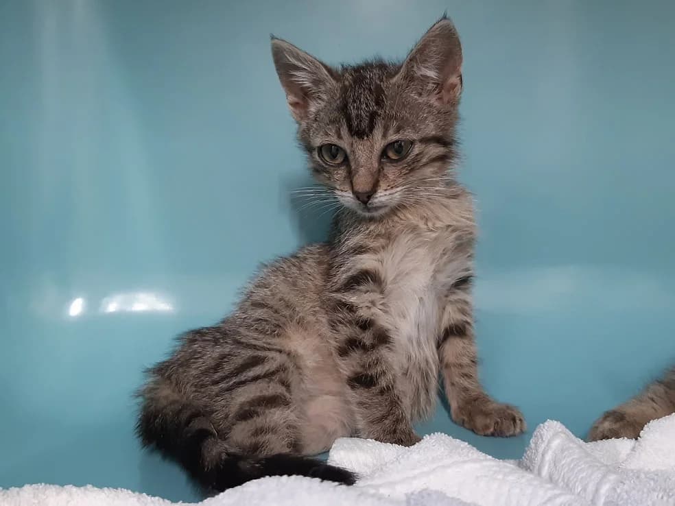Cavally, female Mixed Breed for adoption at SPA Perpignan, Perpignan