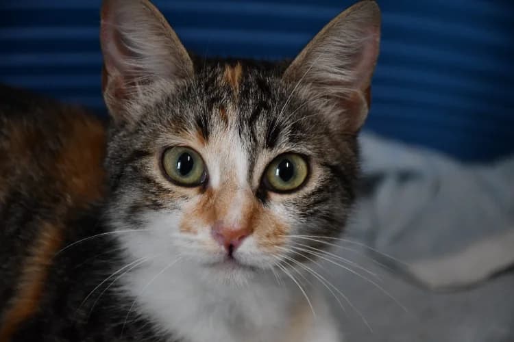 Pépite, female Mixed Breed for adoption at SPA Perpignan, Perpignan