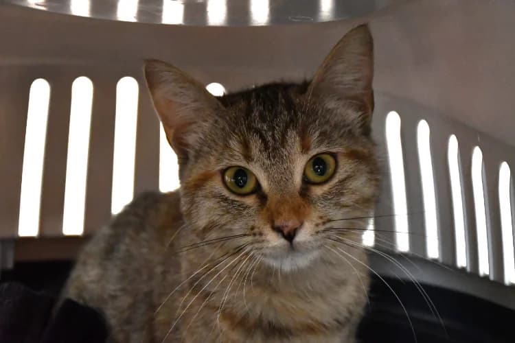 Papaye, female Mixed Breed for adoption at SPA Perpignan, Perpignan