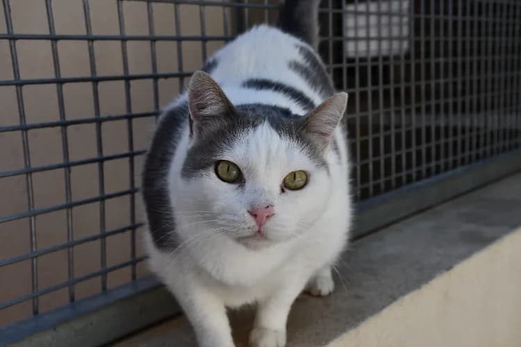 Mouchou, male 7yo Mixed Breed for adoption at SPA Perpignan, Perpignan
