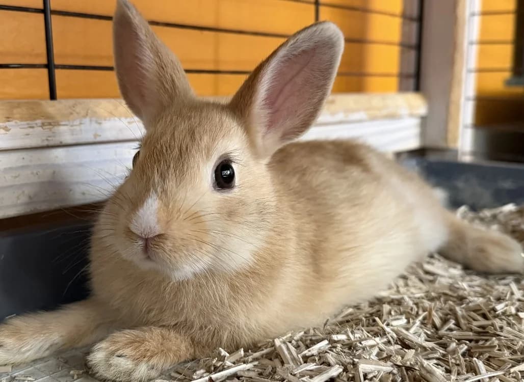 Schtroumpfette, female Mixed Breed for adoption at SPA Perpignan, Perpignan