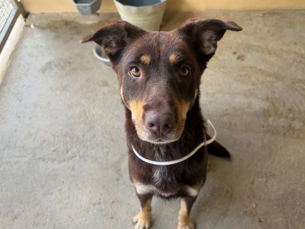 AVA, female 3yo Australian Shepherd for adoption at SPA Perpignan, Perpignan
