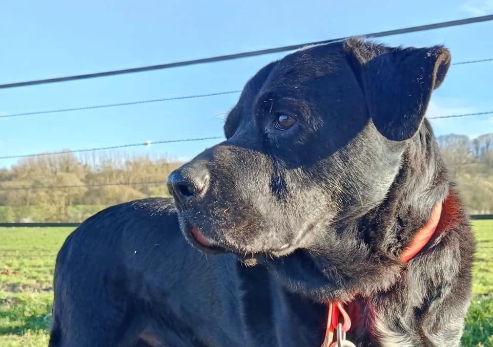 ELIOTT, male senior Labrador Retriever for adoption at SPA Grand Refuge de Pervenchères, Pervencheres