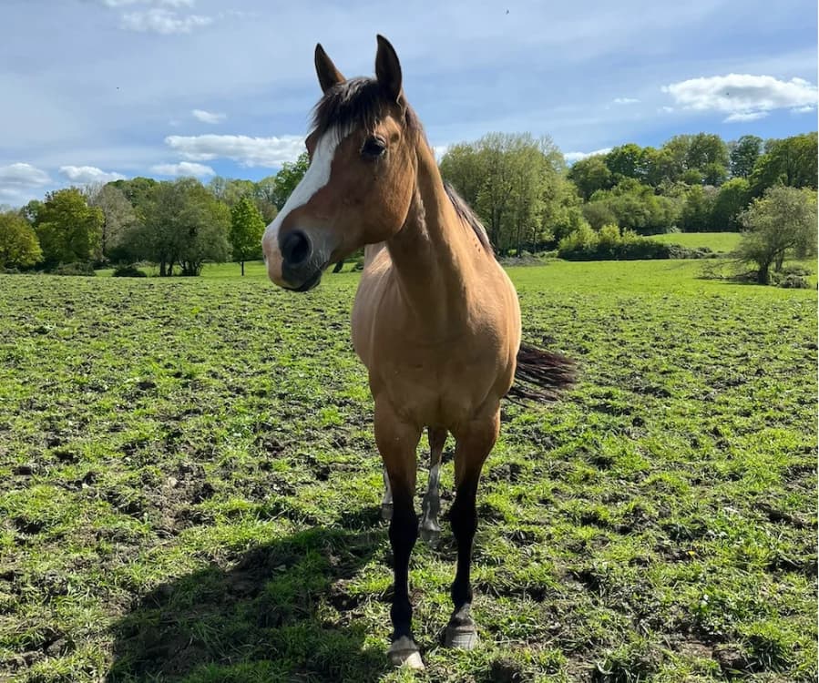 CALIFORNIE, female senior mixed breed for adoption at SPA Grand Refuge de Pervenchères, Pervencheres