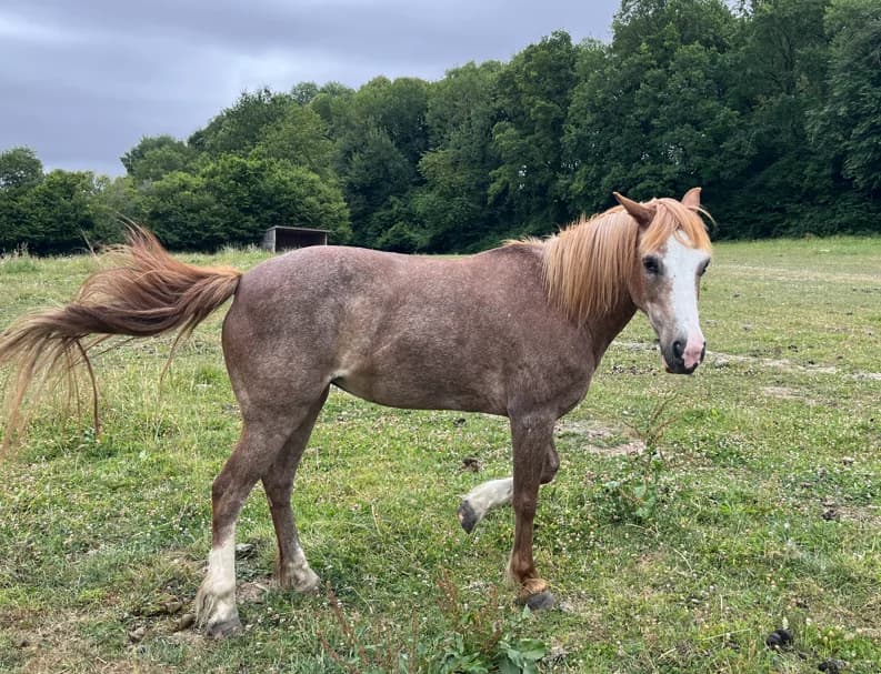 QUESTCH DE BACON, female senior Mixed Breed for adoption at SPA Grand Refuge de Pervenchères, Pervencheres