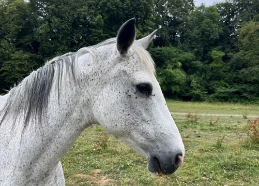 QADICHE DU SARTHE, female senior Mixed Breed for adoption at SPA Grand Refuge de Pervenchères, Pervencheres