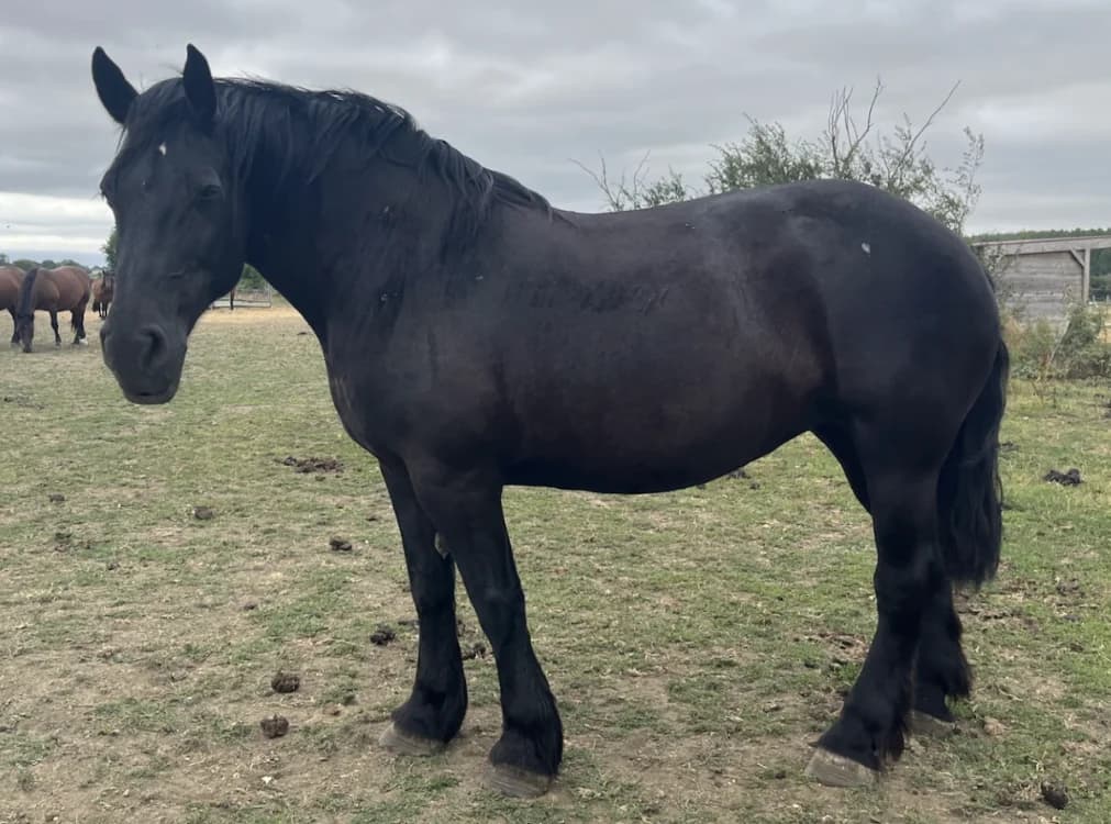 EGLANTINE 21, female senior Mixed Breed for adoption at SPA Grand Refuge de Pervenchères, Pervencheres