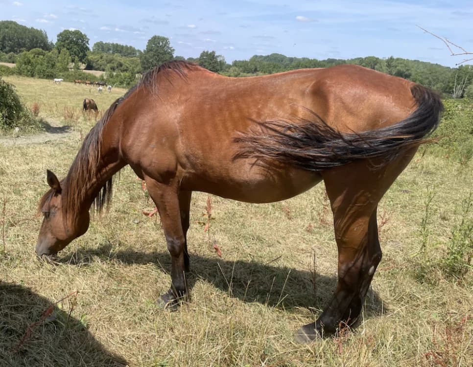 OCEANE, female senior Mixed Breed for adoption at SPA Grand Refuge de Pervenchères, Pervencheres
