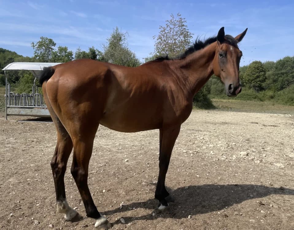 KEEN, male 6yo Mixed Breed for adoption at SPA Grand Refuge de Pervenchères, Pervencheres
