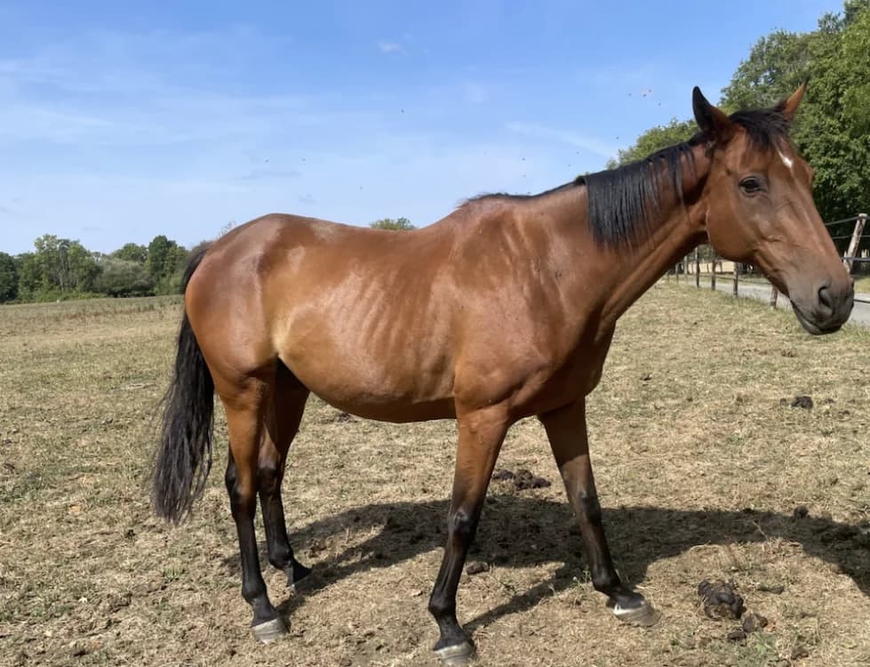 JUKSKEI SWEEP, male senior Mixed Breed for adoption at SPA Grand Refuge de Pervenchères, Pervencheres