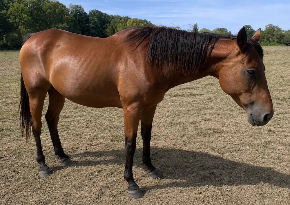 NELLYWAKIE, female senior Mixed Breed for adoption at SPA Grand Refuge de Pervenchères, Pervencheres