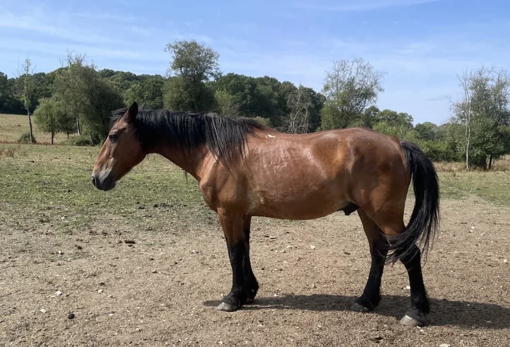 JULES, male senior Mixed Breed for adoption at SPA Grand Refuge de Pervenchères, Pervencheres