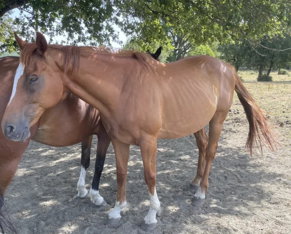 MON GENERAL, male senior Mixed Breed for adoption at SPA Grand Refuge de Pervenchères, Pervencheres