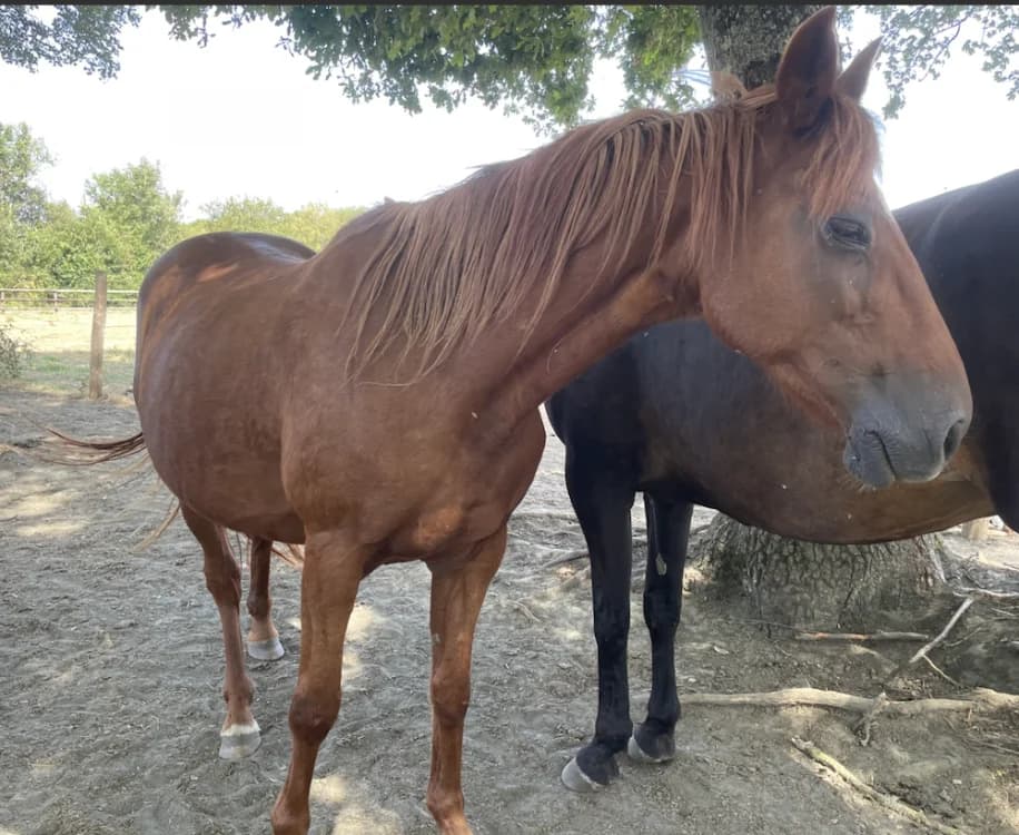 SISSYLAND, female senior Mixed Breed for adoption at SPA Grand Refuge de Pervenchères, Pervencheres