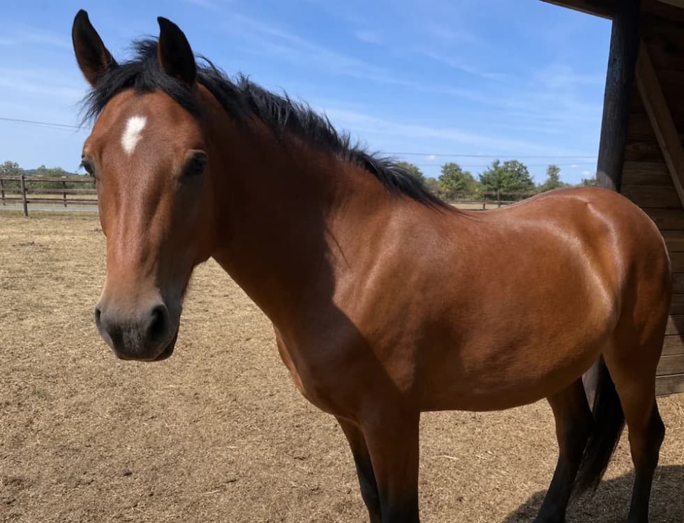 MISTRAL DE BELNOE, male Mixed Breed for adoption at SPA Grand Refuge de Pervenchères, Pervencheres