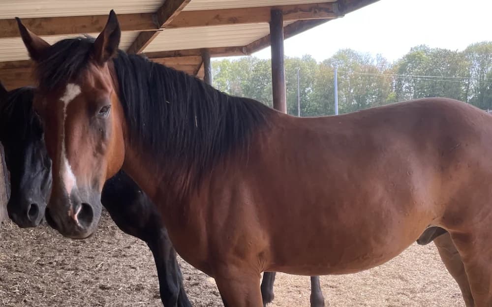 LEEBRESSE, male senior Mixed Breed for adoption at SPA Grand Refuge de Pervenchères, Pervencheres