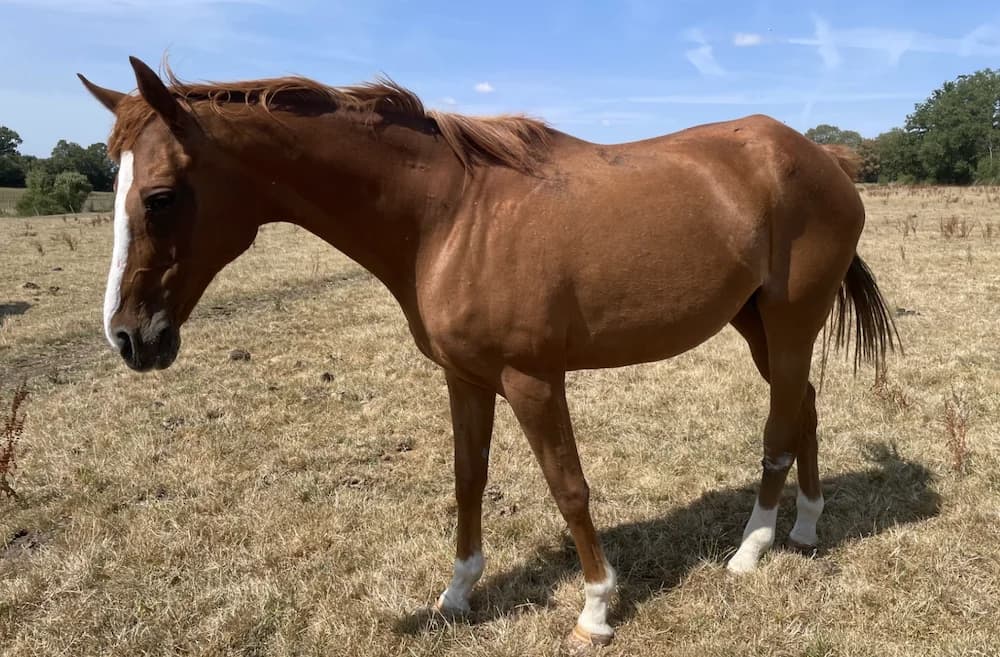 DIAMOND LIGHT, female senior Mixed Breed for adoption at SPA Grand Refuge de Pervenchères, Pervencheres