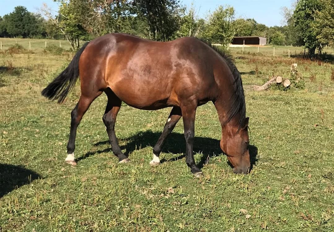 FIRST LADY, female senior mixed breed for adoption at SPA Grand Refuge de Pervenchères, Pervencheres
