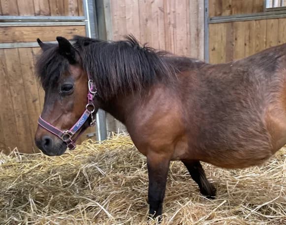 LEA, female senior Mixed Breed for adoption at SPA Grand Refuge de Pervenchères, Pervencheres