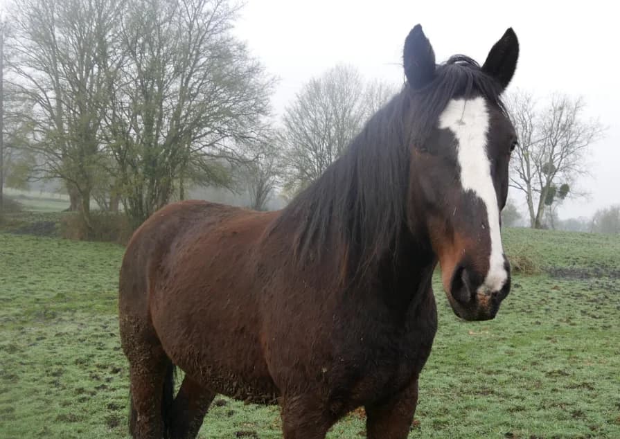 LEON, male 5yo Mixed Breed for adoption at SPA Grand Refuge de Pervenchères, Pervencheres