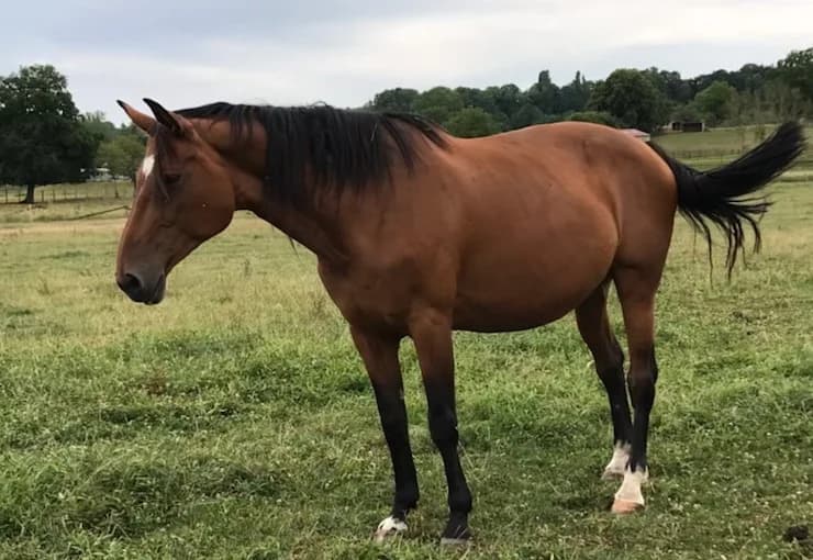 PASSION, female senior Mixed Breed for adoption at SPA Grand Refuge de Pervenchères, Pervencheres