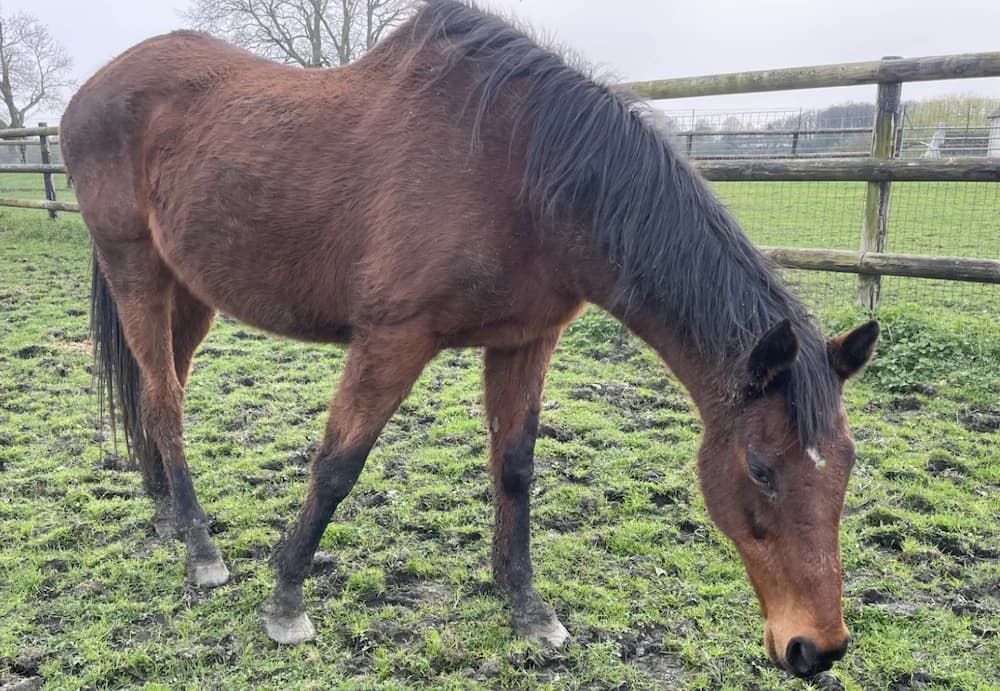 PATTY DANCER, female senior mixed breed for adoption at SPA Grand Refuge de Pervenchères, Pervencheres