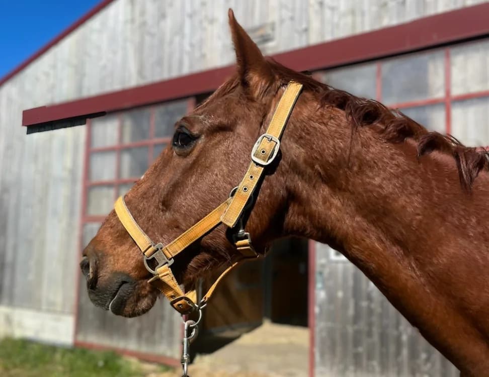 QREDO D'AVRAN, male senior mixed breed for adoption at SPA Grand Refuge de Pervenchères, Pervencheres