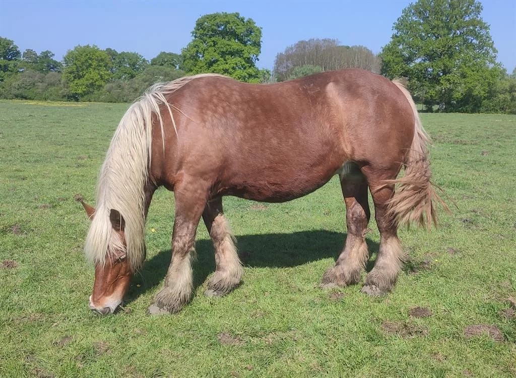QUONTESSE, female senior Mixed Breed for adoption at SPA Grand Refuge de Pervenchères, Pervencheres
