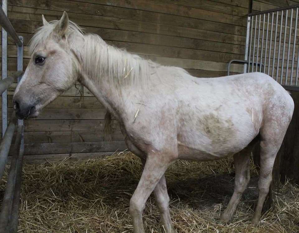 RUBY, male senior Mixed Breed for adoption at SPA Grand Refuge de Pervenchères, Pervencheres