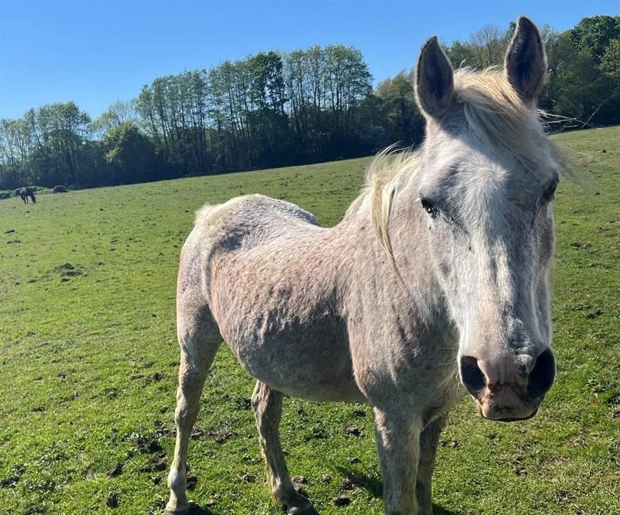 HIYAM, male 7yo Mixed Breed for adoption at SPA Grand Refuge de Pervenchères, Pervencheres