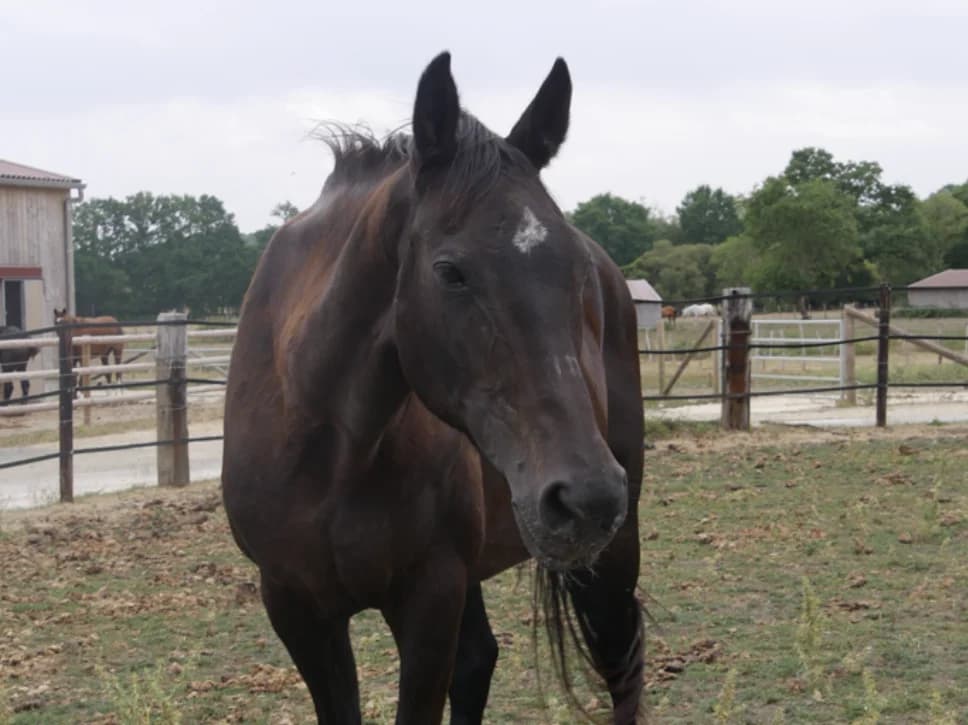 OCARINA, female senior Mixed Breed for adoption at SPA Grand Refuge de Pervenchères, Pervencheres