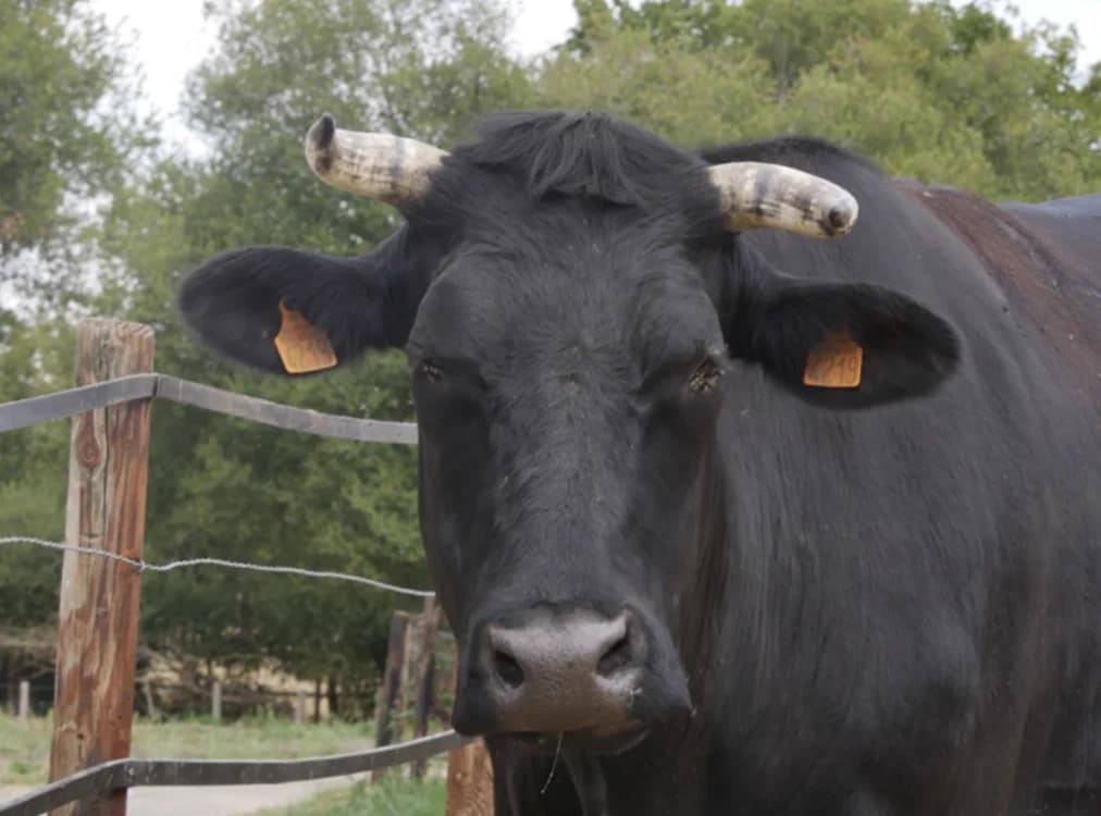 SALEME, male 5yo Mixed Breed for adoption at SPA Grand Refuge de Pervenchères, Pervencheres