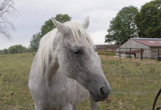 NOVA DUBREUIL, female senior Mixed Breed for adoption at SPA Grand Refuge de Pervenchères, Pervencheres