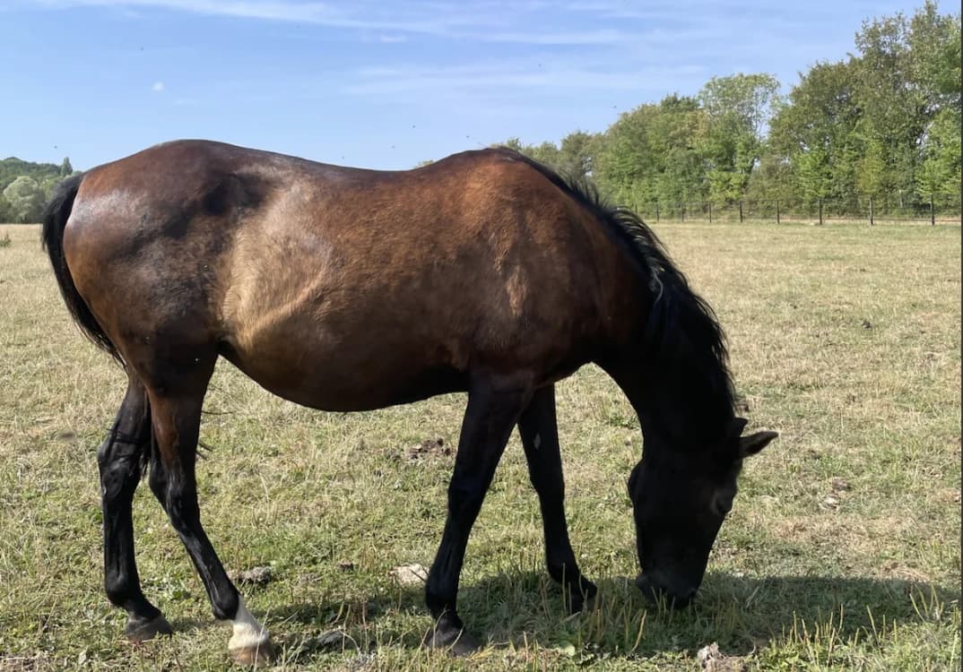 MELCHIOR DE LAILLE, female senior Mixed Breed for adoption at SPA Grand Refuge de Pervenchères, Pervencheres