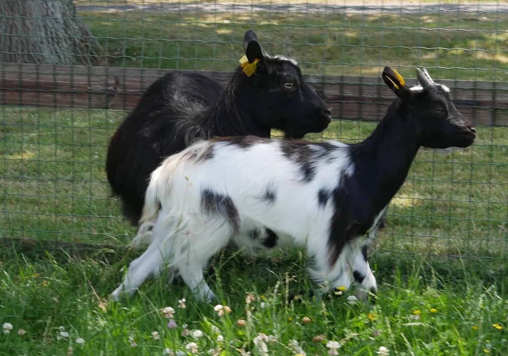 COW, male young Mixed Breed for adoption at SPA Grand Refuge de Pervenchères, Pervencheres