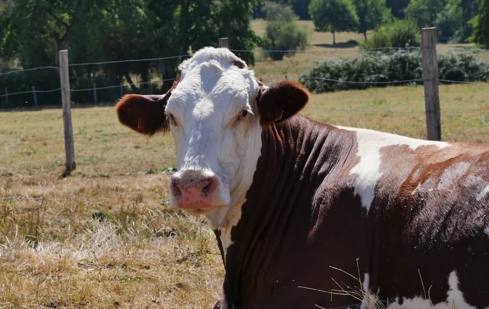 ESTIVALE, female senior Mixed Breed for adoption at SPA Grand Refuge de Pervenchères, Pervencheres