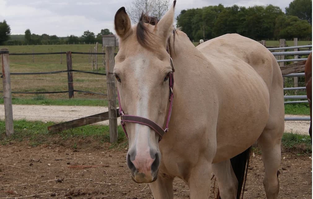 BAILEY'S IRISH CREAM, male senior Mixed Breed for adoption at SPA Grand Refuge de Pervenchères, Pervencheres