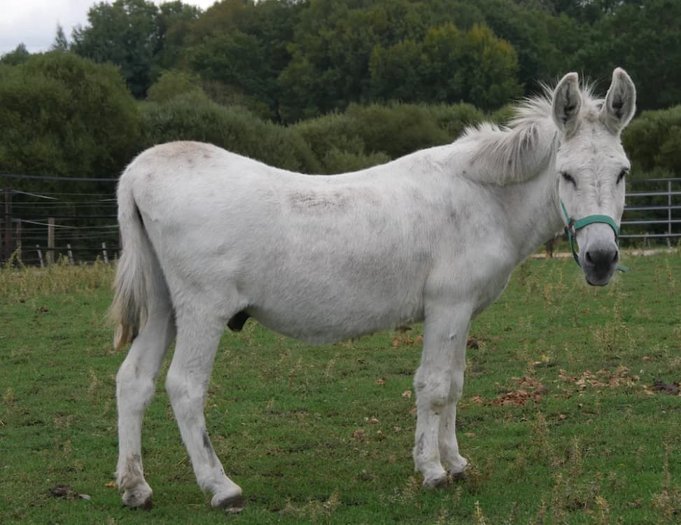 MAX, male 4yo mixed breed for adoption at SPA Grand Refuge de Pervenchères, Pervencheres