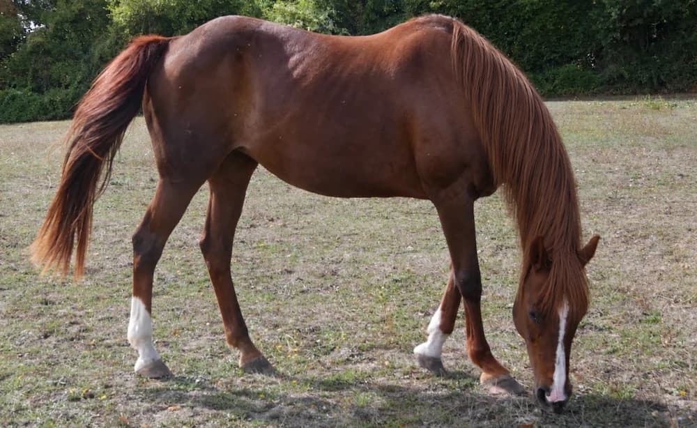 ORELIA DU BOIS, female senior Mixed Breed for adoption at SPA Grand Refuge de Pervenchères, Pervencheres