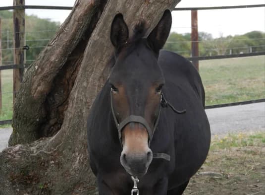 WILLEM, male Mixed Breed for adoption at SPA Grand Refuge de Pervenchères, Pervencheres
