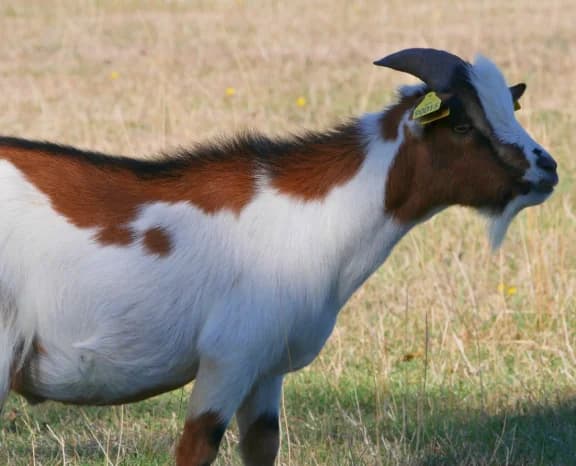 MAROILLES, male Mixed Breed for adoption at SPA Grand Refuge de Pervenchères, Pervencheres