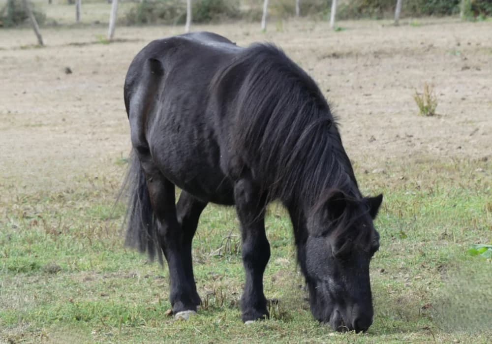 PRINCE, male senior Mixed Breed for adoption at SPA Grand Refuge de Pervenchères, Pervencheres